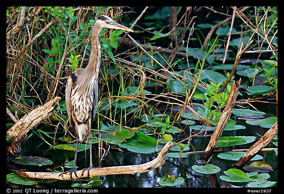 Great Blue Heron. Everglades National Park (color)