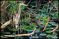 Great Blue Heron. Everglades National Park, Florida, USA. (color)