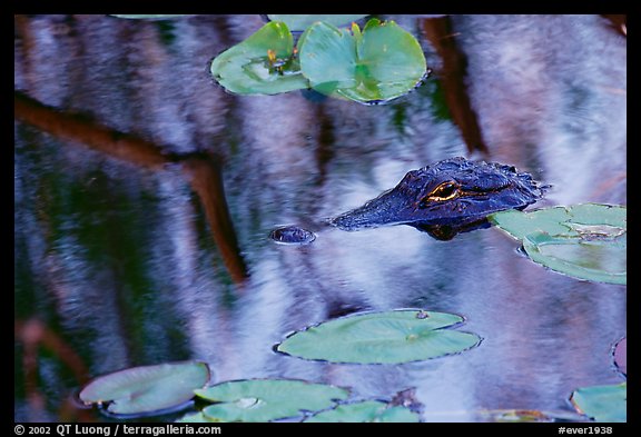 Alligator eye emerging from swamp. Everglades National Park, Florida, USA.