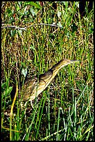 American Bittern. Everglades National Park, Florida, USA. (color)