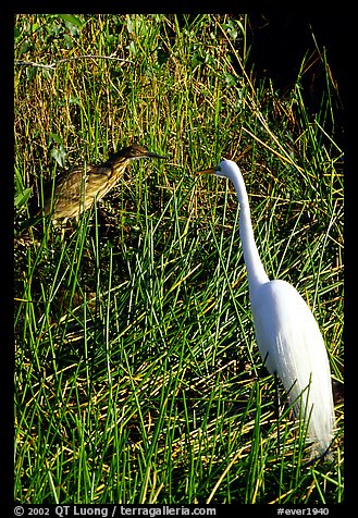 American Bittern and Great White Heron. Everglades National Park (color)