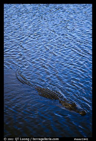 Alligator swimming. Everglades National Park, Florida, USA.