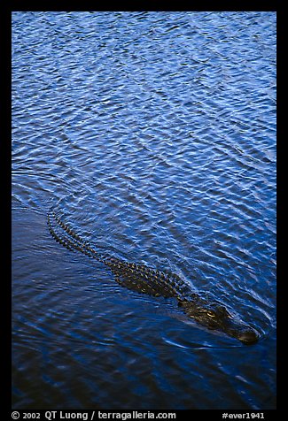 Alligator swimming. Everglades National Park (color)