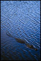 Alligator swimming. Everglades National Park ( color)