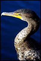 Cormorant. Everglades National Park, Florida, USA.