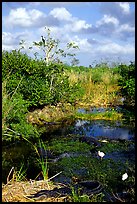 Egrets, alligators, ahinga, from the Ahinga trail. Everglades National Park, Florida, USA. (color)