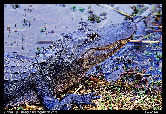 Alligator raising head. Everglades National Park, Florida, USA.