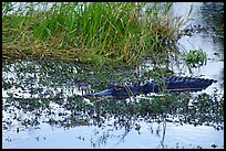 American Alligator in marsh. Everglades National Park, Florida, USA.