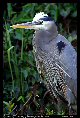 Blue heron. Everglades National Park, Florida, USA.