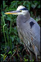 Blue heron. Everglades National Park, Florida, USA.