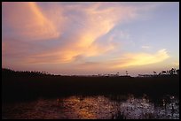 Dawn on marsh and sawgrass prairie. Everglades National Park, Florida, USA. (color)