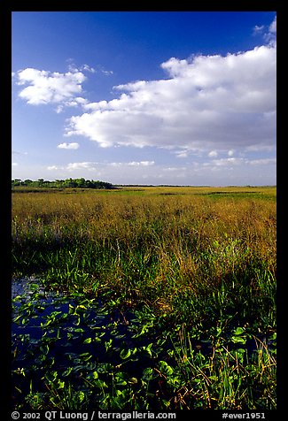 Freshwater marsh with aquatic plants and sawgrass near Ahinga trail, late afternoon. Everglades National Park, Florida, USA.