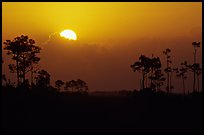 Sun emerging from behind cloud and  pine group. Everglades National Park, Florida, USA. (color)