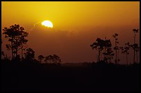 Sun emerging from behind cloud and  pine group. Everglades National Park, Florida, USA.