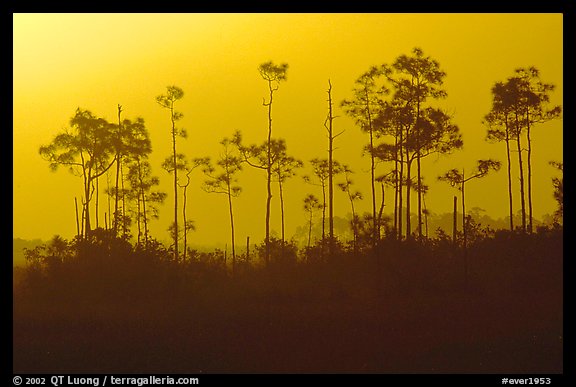 Foggy sunrise with pines. Everglades National Park, Florida, USA.