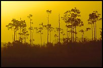 Foggy sunrise with pines. Everglades National Park, Florida, USA.