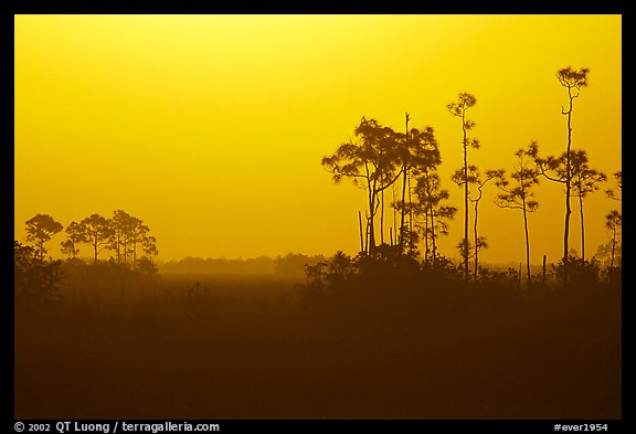 Slash pines in fog near Mahogany Hammock, sunrise. Everglades National Park, Florida, USA.