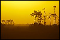 Slash pines in fog near Mahogany Hammock, sunrise. Everglades National Park, Florida, USA.