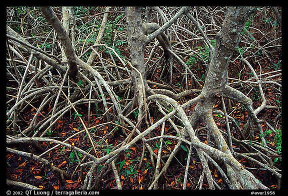 Red mangroves. Everglades  National Park