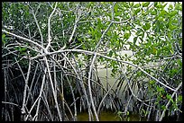 Red mangroves (Rhizophora mangle) on West Lake. Everglades National Park, Florida, USA.