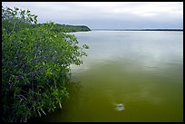 Mangrove shore of West Lake. Everglades National Park, Florida, USA. (color)