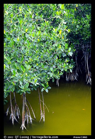 Detail of mangroves shrubs and colored water. Everglades National Park, Florida, USA.