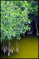 Detail of mangroves shrubs and colored water. Everglades National Park, Florida, USA. (color)