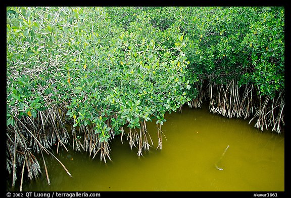Red Mangroves gives swamp water a red color. Everglades National Park, Florida, USA.