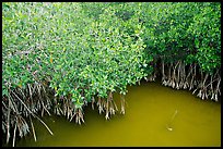 Red Mangroves gives swamp water a red color. Everglades National Park, Florida, USA.