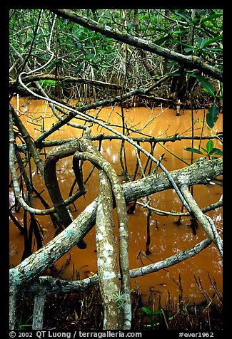 Mangroves giving the water a red color, Snake Bight trail. Everglades National Park (color)
