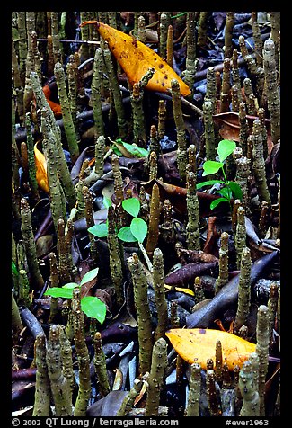 Breathing tubes of the black mangroves. Everglades National Park, Florida, USA.