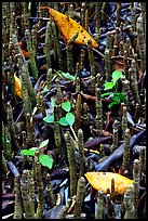 Breathing tubes of the black mangroves. Everglades National Park, Florida, USA.