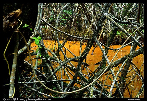 Tropical forest, Snake Bight trail. Everglades National Park (color)