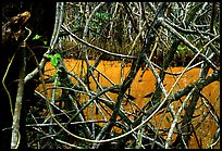 Tropical forest, Snake Bight trail. Everglades National Park ( color)