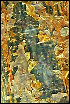 Peeling bark of the Gumbo Limbo tree. Everglades National Park, Florida, USA.