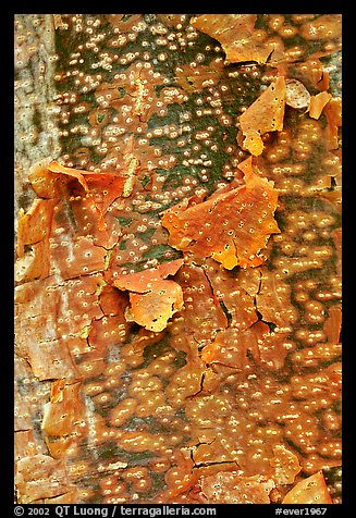 Peeling bark pattern of a Gumbo Limbo tree. Everglades National Park, Florida, USA.