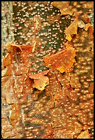 Peeling bark pattern of a Gumbo Limbo tree. Everglades National Park ( color)