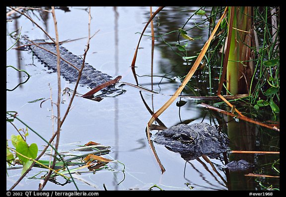 Alligator (Alligator mississippiensis). Everglades National Park, Florida, USA.