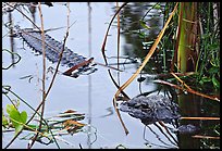 Alligator (Alligator mississippiensis). Everglades National Park, Florida, USA. (color)