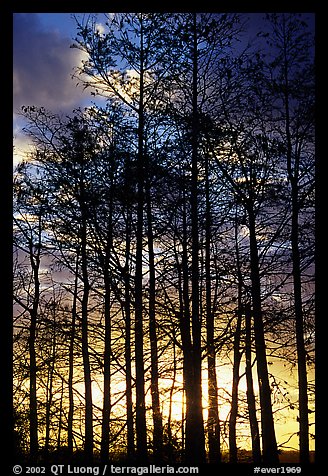 Cypress silhouettes at sunrise. Everglades National Park (color)