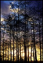 Cypress silhouettes at sunrise. Everglades National Park, Florida, USA.