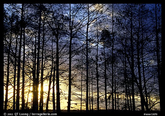 Cypress at sunrise, near Pa-hay-okee. Everglades National Park, Florida, USA.