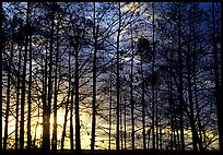 Cypress at sunrise, near Pa-hay-okee. Everglades National Park, Florida, USA.