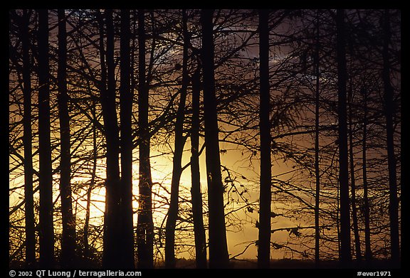 Cypress trunks against sunrise sky, near Pa-hay-okee. Everglades National Park, Florida, USA.