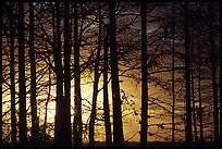 Cypress trunks against sunrise sky, near Pa-hay-okee. Everglades National Park ( color)