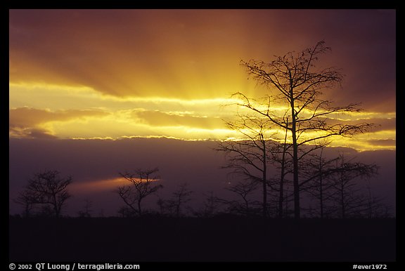 Bare cypress Cypress and sun rays, sunrise. Everglades National Park, Florida, USA.