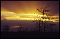 Bare cypress Cypress and sun rays, sunrise. Everglades National Park, Florida, USA.