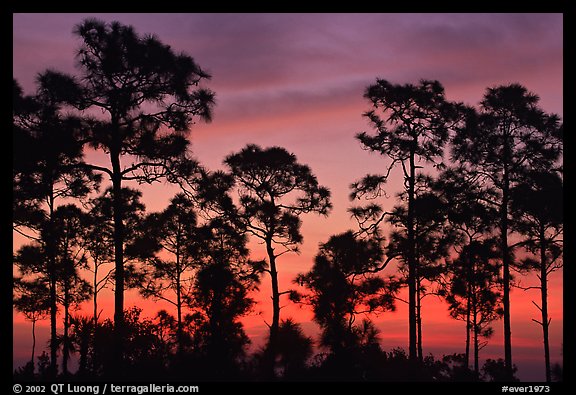 Slash pines silhouettes at sunrise. Everglades National Park, Florida, USA.