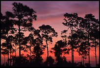 Slash pines silhouettes at sunrise. Everglades National Park ( color)