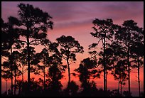 Slash pines silhouettes at sunrise. Everglades National Park, Florida, USA.